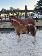 Drachtige nsps pony met merrieveulen, Dieren en Toebehoren, Merrie