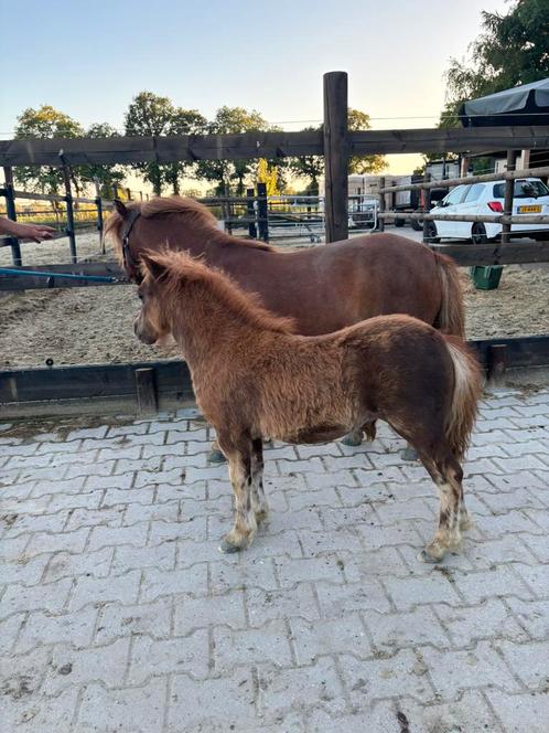 Drachtige nsps pony met merrieveulen, Dieren en Toebehoren, Paarden en Pony's | Dekhengsten en Fokmerries, Merrie