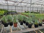 yucca rostrata pot 25cm, Minder dan 100 cm, Zomer, Palmboom, Ophalen