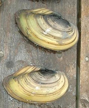 Pas op met mosselen uit de natuur beschikbaar voor biedingen