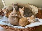 Mooie kittens Maine Coon x Europese korthaar rood en crème, Dieren en Toebehoren, Katten en Kittens | Raskatten | Korthaar, Poes