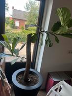 Giscus lyrata op stam, Tuin en Terras, Planten | Bomen, Ophalen of Verzenden, Volle zon, Overige soorten