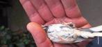 Putters poppen, Dieren en Toebehoren, Vrouwelijk, Wildzangvogel