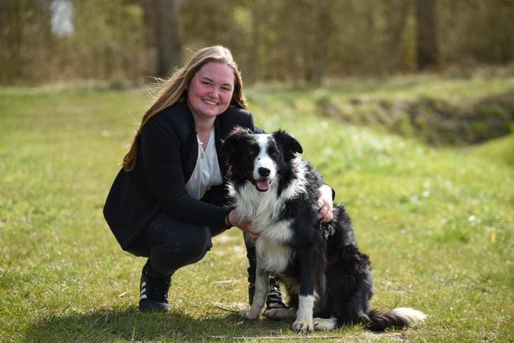 Dekreu beschikbaar Bordercollie, Dieren en Toebehoren, Honden | Dekreuen, Reu, Particulier, Eén hond, Nederland, 3 tot 5 jaar