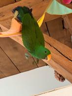 Mooie edelpapegaai, edelman., Dieren en Toebehoren, Mannelijk, Papegaai, Tam