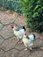 2 mooie jonge hanen., Dieren en Toebehoren, Mannelijk, Kip