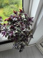 Tradescantia Hangplant - Zebrina, Ophalen, Overige soorten, Halfschaduw, Minder dan 100 cm