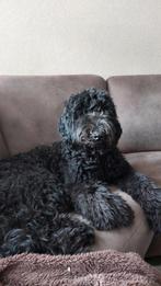labradoodle, Reu, CDV (hondenziekte), Groot, Eén hond
