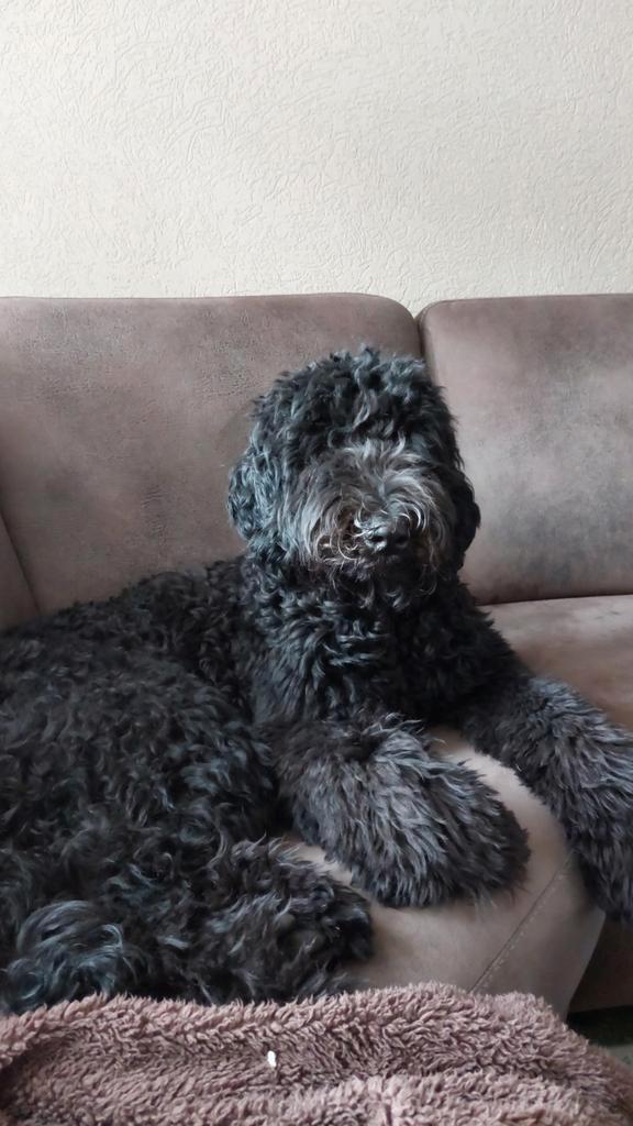 labradoodle Dekreu, Dieren en Toebehoren, Honden | Niet-rashonden, Groot, Reu, Particulier, Eén hond, Nederland, 3 tot 5 jaar