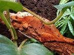 Wimpergekko vrouw red inktspot, Hagedis