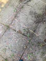 Tegels 50 x 50 cm.  58 stuks gratis, Ophalen, Gebruikt, 10 m² of meer, Beton
