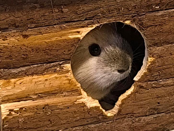 3 lieve cavia beren met verblijf en vele toebehoren, Dieren en Toebehoren, Knaagdieren, Mannelijk, Cavia, April, Tam