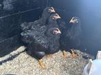 4 Barnevelders groot ras, Dieren en Toebehoren, Pluimvee, Geslacht onbekend, Kip
