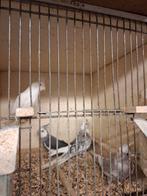 3 koppels valkparkieten in diverse kleuren, Dieren en Toebehoren, Meerdere dieren, Parkiet