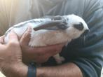 Lieve jonge Lotharinger rammelaar (10 weken), Dieren en Toebehoren, Konijnen, Mannelijk, Dwerg