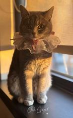 Poes Nala, Dieren en Toebehoren, Poes, Ontwormd