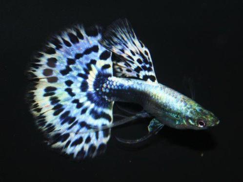De grootste tropische vis collectie vindt u in Dalen, Dieren en Toebehoren, Vissen | Aquariumvissen, Zoetwatervis, Vis, Schoolvis