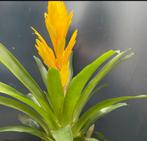 Bromelia geel plant, Huis en Inrichting, Kamerplanten, Ophalen, Overige soorten, Minder dan 100 cm