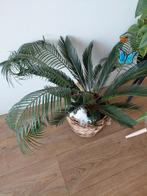 Planten in pot, Ophalen, In pot, Halfschaduw, Minder dan 100 cm