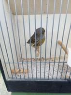 Gloster, Dieren en Toebehoren