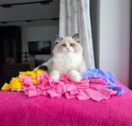 Ragdoll, Dieren en Toebehoren, Katten en Kittens | Raskatten | Langhaar, Poes, Gechipt, 0 tot 2 jaar
