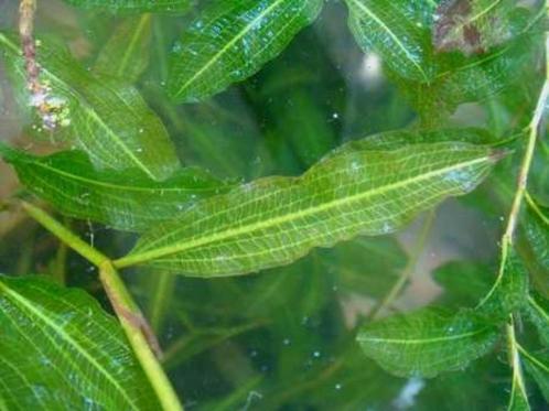 GEZOCHT: GLANZEND FONTEINKRUID / POTAMOGETON LUCENS, Tuin en Terras, Vijvers, Ophalen of Verzenden