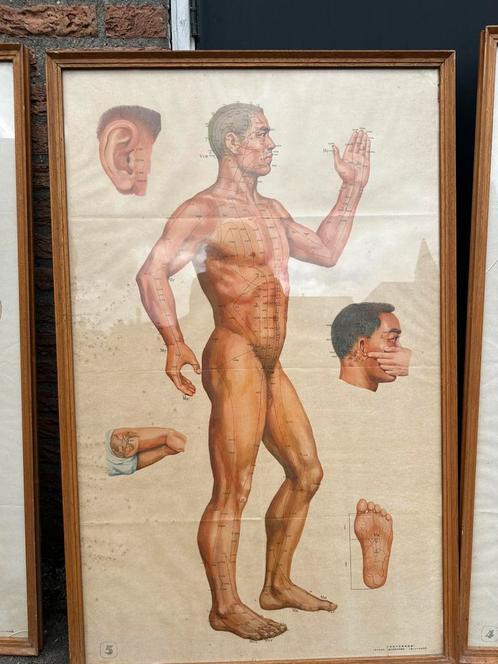 Oude posters pl min jaren 50 over menselijk lichaam, Antiek en Kunst, Antiek | Schoolplaten, Ophalen