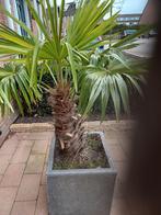 Palm, Ophalen, Volle zon, Palmboom, 100 tot 250 cm