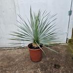 Mooie Yucca Rostrata p27, Zomer, Ophalen of Verzenden, Overige soorten, Volle zon