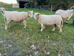 Ryeland schapen ooien, Dieren en Toebehoren, Schapen, Geiten en Varkens, Vrouwelijk, Schaap