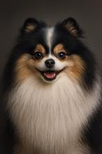 Ter dekking DEKREU mini Pomeranian Dwergkees Pomeriaan, Dieren en Toebehoren, Reu, Eén hond, 3 tot 5 jaar, Nederland