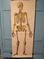 Anatomie poster EHBO, Ophalen, Natuur en Biologie