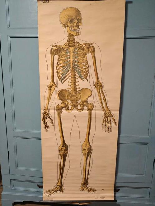 Anatomie poster EHBO, Antiek en Kunst, Antiek | Schoolplaten, Natuur en Biologie, Ophalen