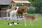 hooiruif douglas hout, Dieren en Toebehoren, Stalling en Weidegang