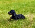 Dwergteckel pups, dwerg teckel puppies 🐾, Dieren en Toebehoren, CDV (hondenziekte), 8 tot 15 weken, Korthaar, Dwerg