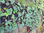 Aardbeien planten, Tuin en Terras, Planten | Fruitbomen, Halfschaduw, Minder dan 100 cm, Ophalen, In pot