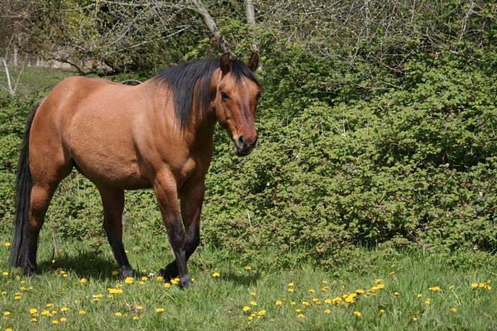 Weide/stalling gezocht voor 2 quarters omgeving Mijdrecht., Dieren en Toebehoren, Stalling en Weidegang, Stalling