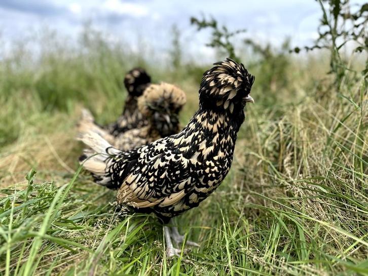 Kuifhoenders (Padua)verschillende kleuren, gesekst + ingeënt, Dieren en Toebehoren, Pluimvee, Kip, Vrouwelijk