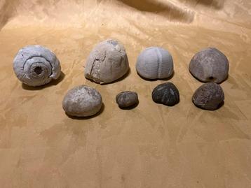 Versteende zee egels beschikbaar voor biedingen