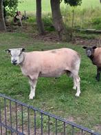 Dekram, Dieren en Toebehoren, Mannelijk, Schaap, 0 tot 2 jaar