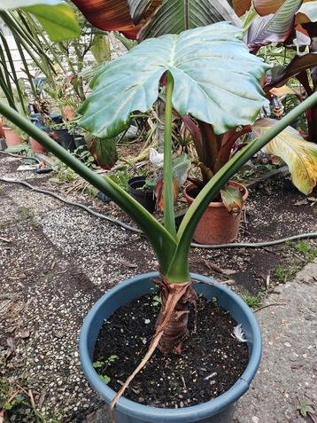Alocasia macrorrhiza beschikbaar voor biedingen