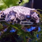Tetraodon mbu, Dieren en Toebehoren, Vissen | Aquariumvissen