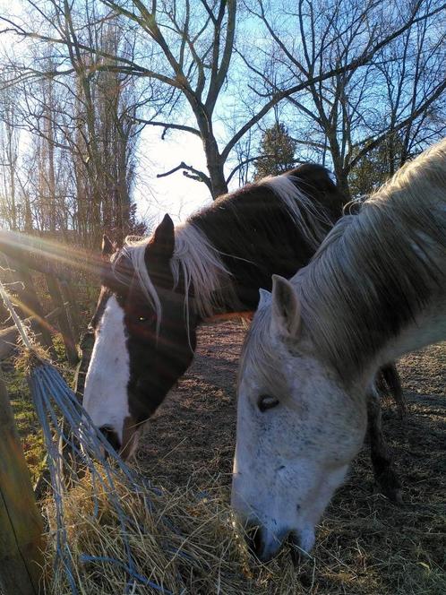 Instructrice gezocht, Diensten en Vakmensen, Dieren | Paarden | Verzorging, Oppas en Les, Paardrijles of Ponykampen