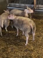 Rouge x Texelaar dekram, Dieren en Toebehoren, Schapen, Geiten en Varkens, Mannelijk, Schaap