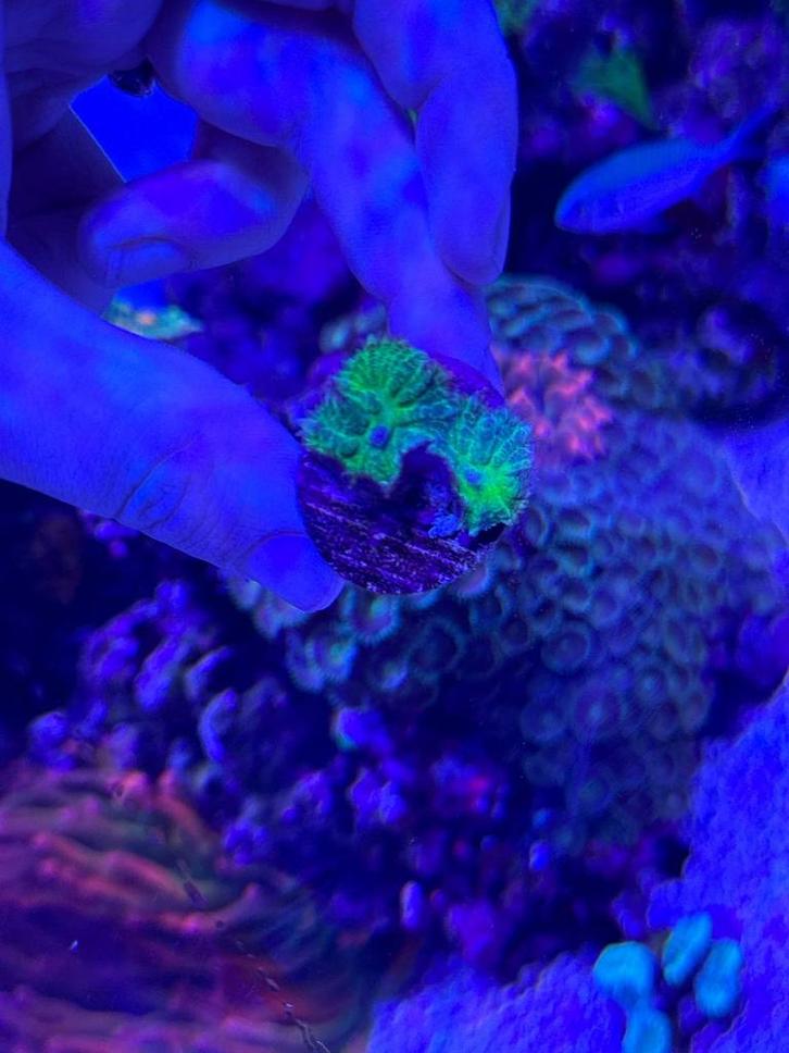 Koralen, Dieren en Toebehoren, Vissen | Aquariumvissen, Zoutwatervis, Overige typen