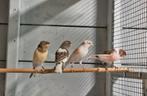 Kanaries Harlekijn 2025, Dieren en Toebehoren, Vogels | Kanaries, Meerdere dieren, Kleurkanarie