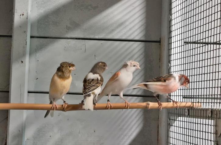 Kanaries Harlekijn 2025, Dieren en Toebehoren, Vogels | Kanaries, Kleurkanarie, Meerdere dieren
