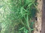 Najas, Dieren en Toebehoren, Vissen | Aquaria en Toebehoren, Ophalen of Verzenden, Plant(en), Steen of Hout
