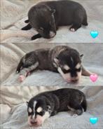 Geboren: nestje van 3 Pomsky pups 🩵🩵🩷 ( mini husky ), Dieren en Toebehoren, Honden | Poolhonden, Keeshonden en Oertypen, Overige rassen