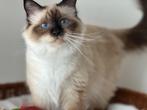 Heilge Birmaan sealpoint poes, Poes, Gechipt, 3 tot 5 jaar
